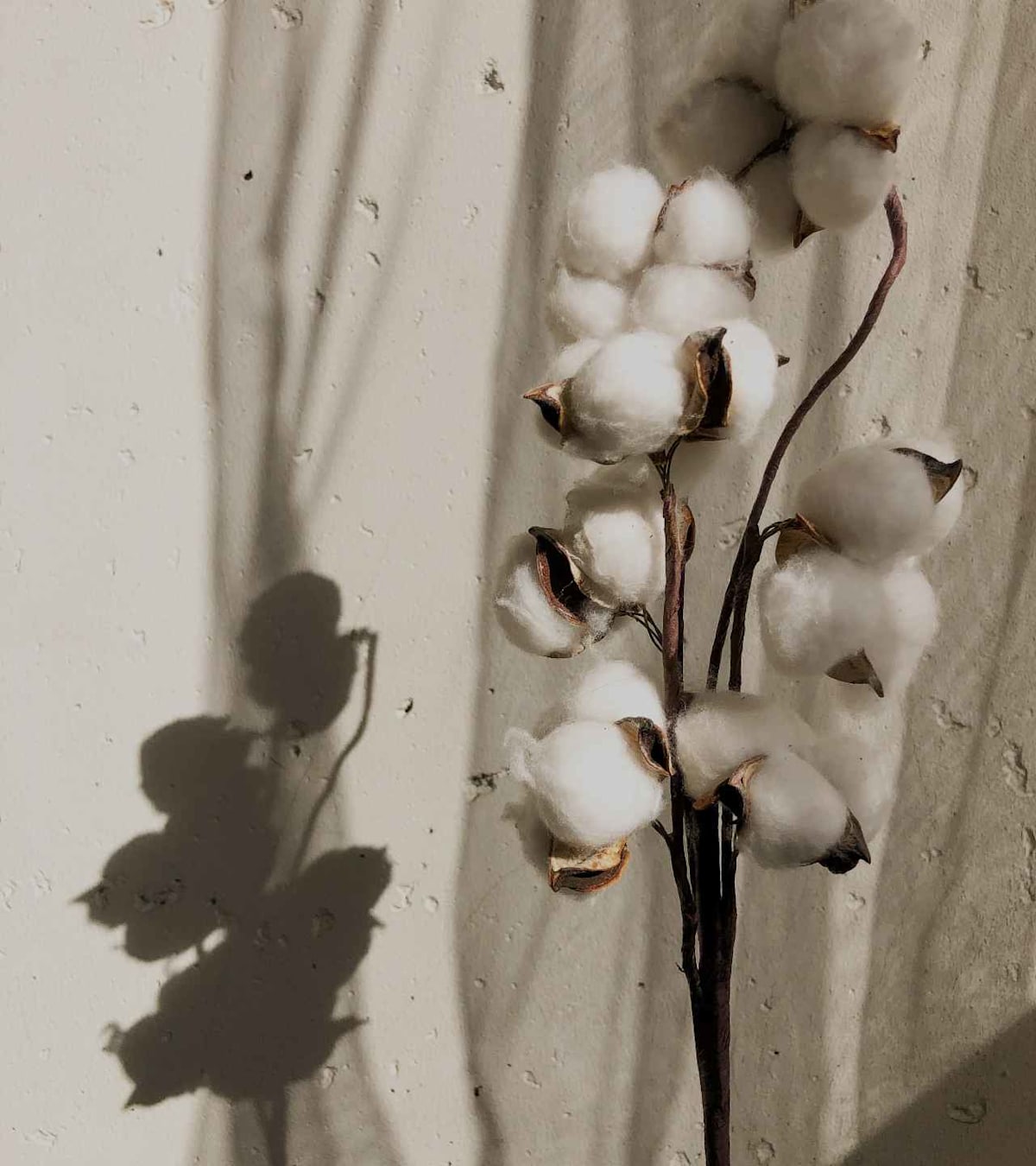 Cotton Plant